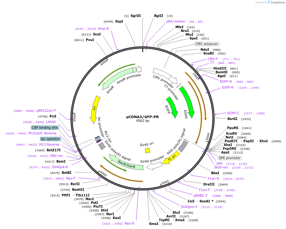 20253-plasmid-map-sequence-id-181010