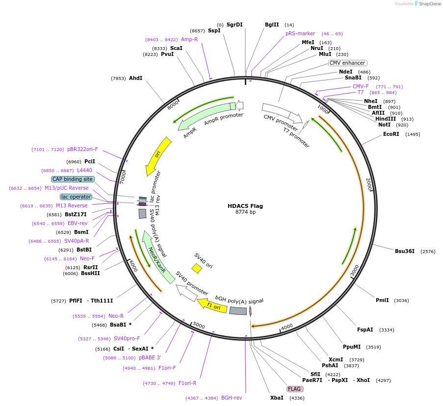 13822-plasmid-map-sequence-id-181016