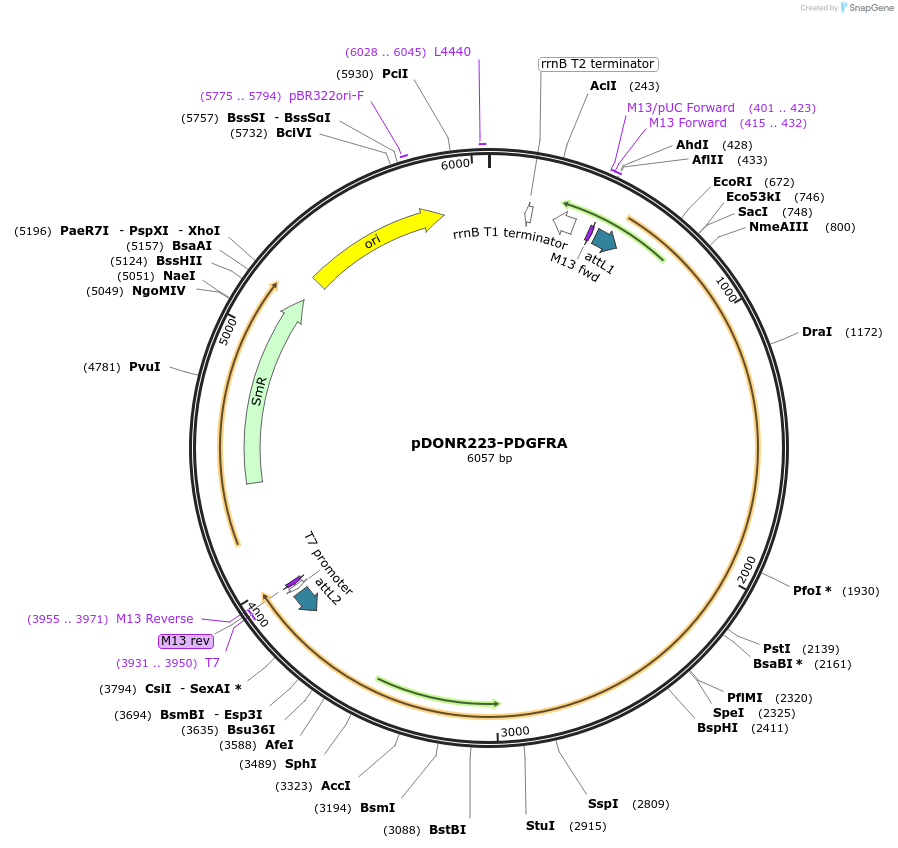 23892-plasmid-map-sequence-id-181018
