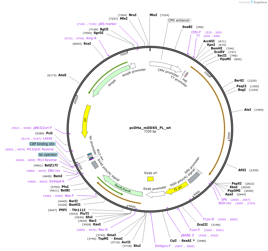 88869-plasmid-map-sequence-id-181021