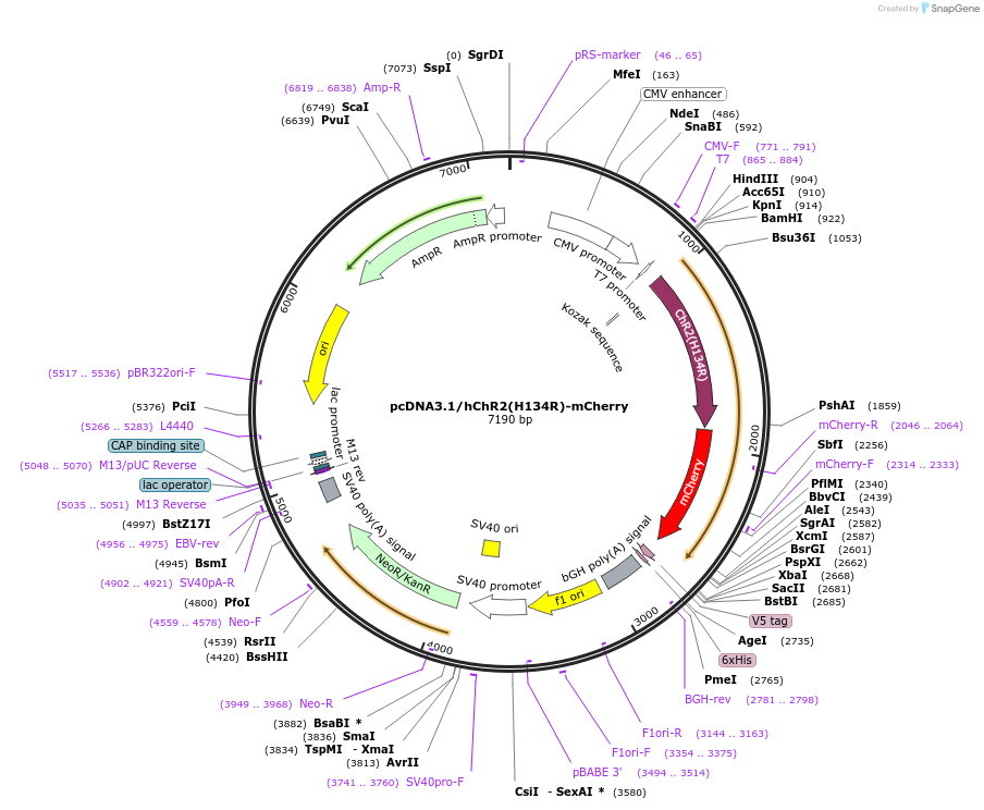 20938-plasmid-map-sequence-id-181022