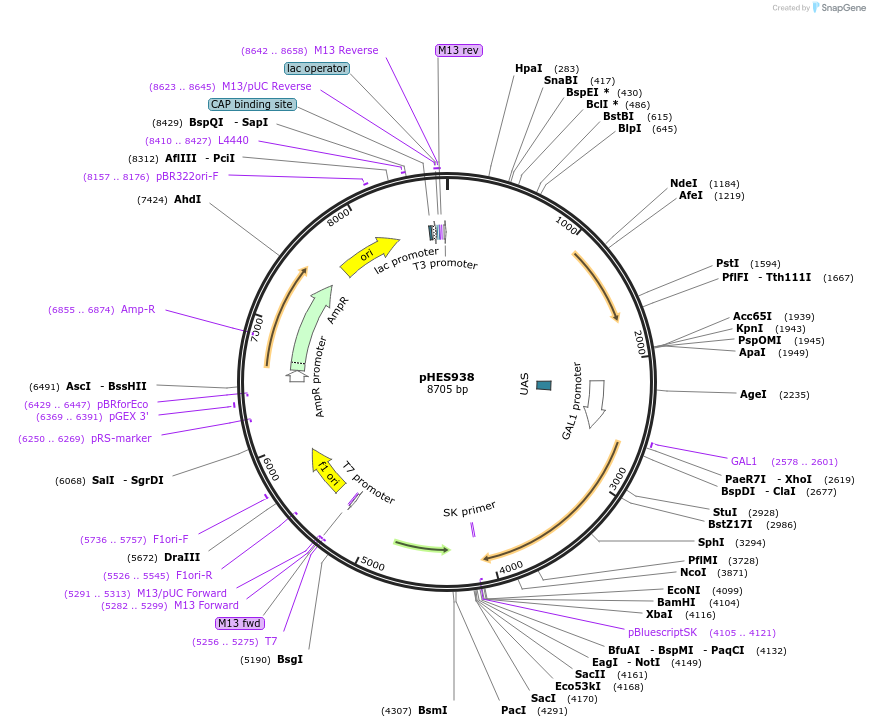 89200-plasmid-map-sequence-id-181023