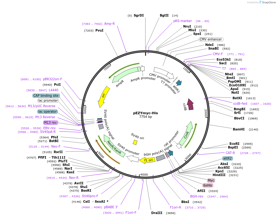 18701-plasmid-map-sequence-id-181026