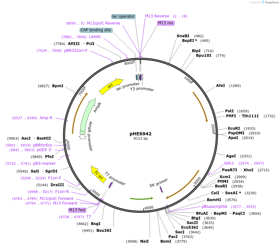 90408-plasmid-map-sequence-id-181031