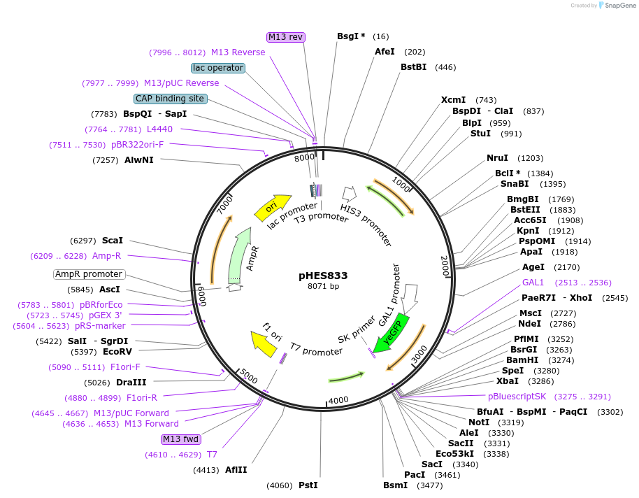 90409-plasmid-map-sequence-id-181032