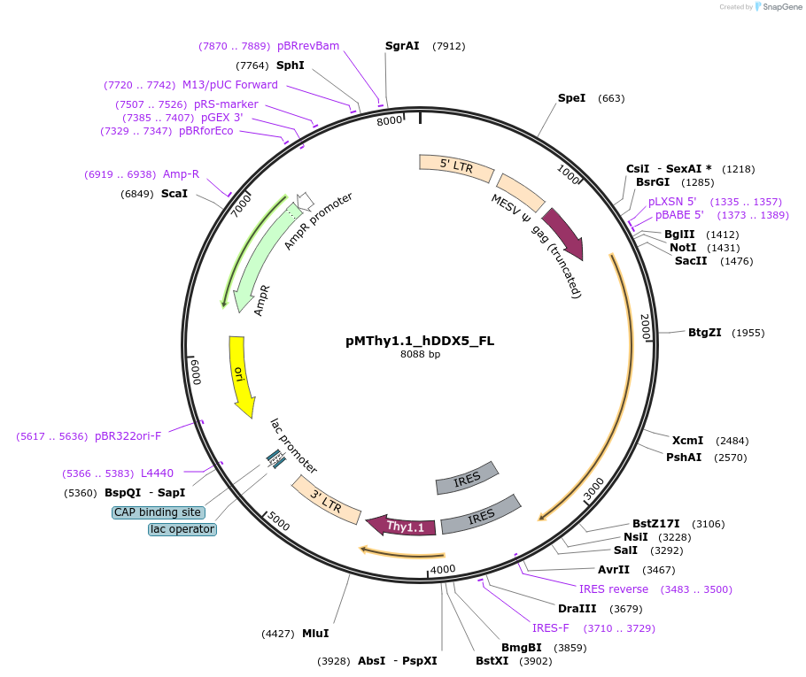 88873-plasmid-map-sequence-id-181042