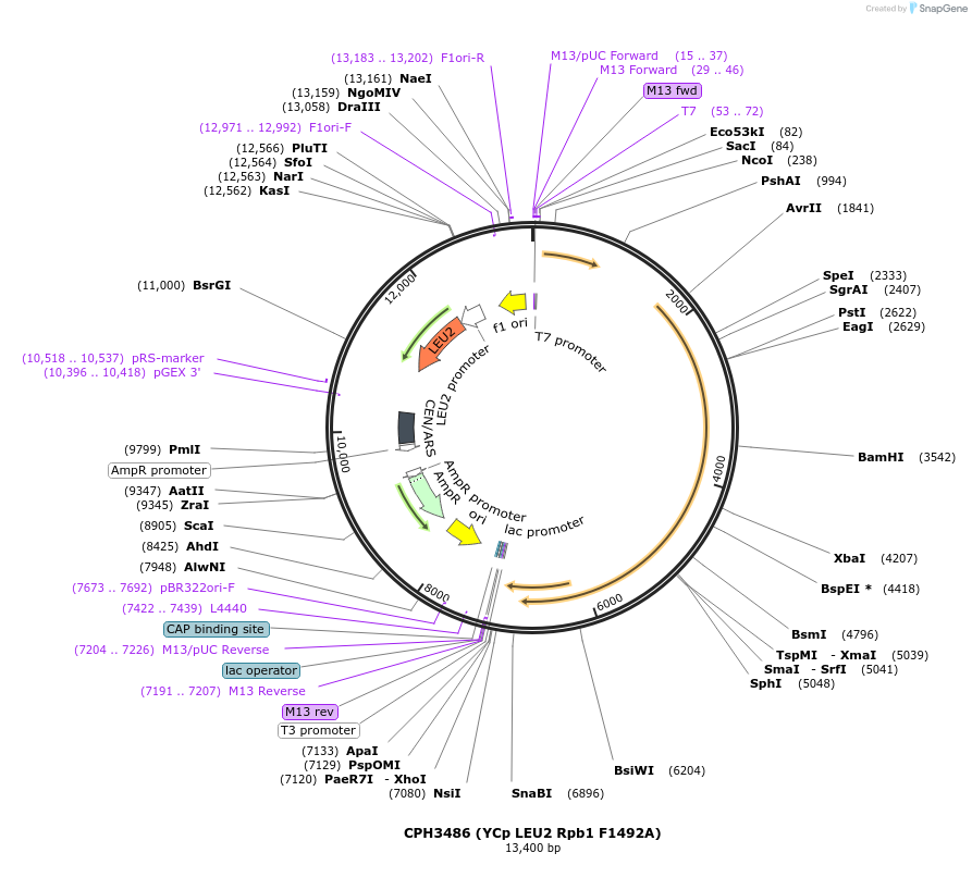 91808-plasmid-map-sequence-id-181052