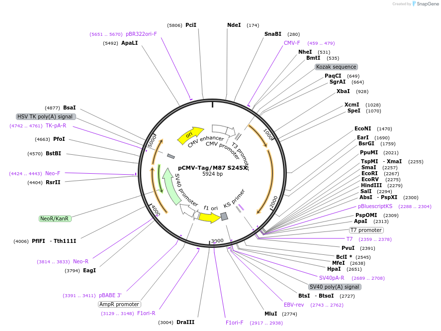 92368-plasmid-map-sequence-id-181056