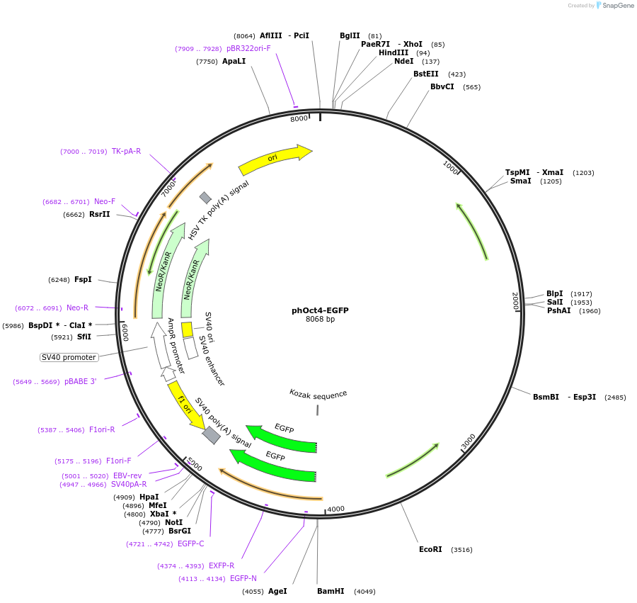38776-plasmid-map-sequence-id-181057