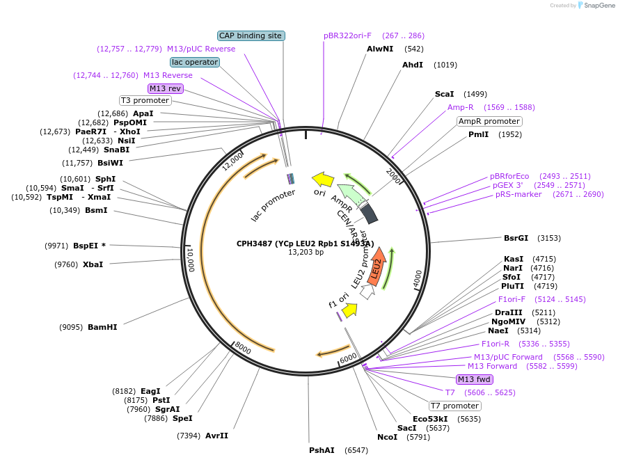 91809-plasmid-map-sequence-id-181060