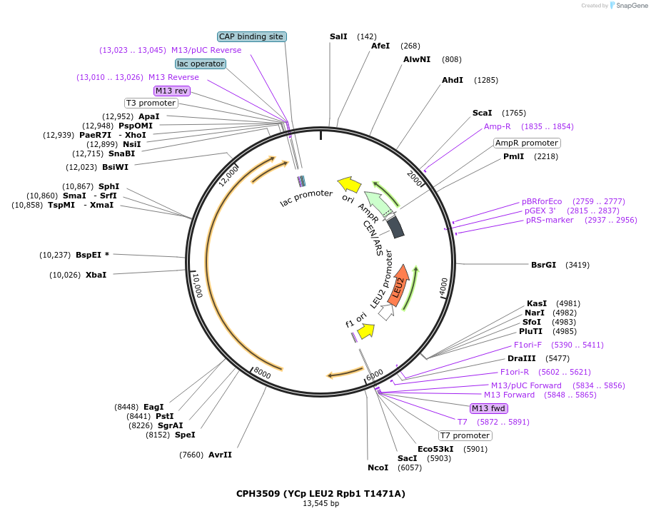 91812-plasmid-map-sequence-id-181064