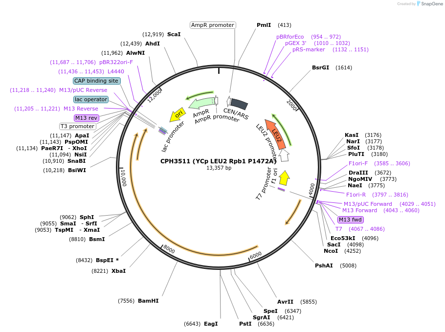 91813-plasmid-map-sequence-id-181066