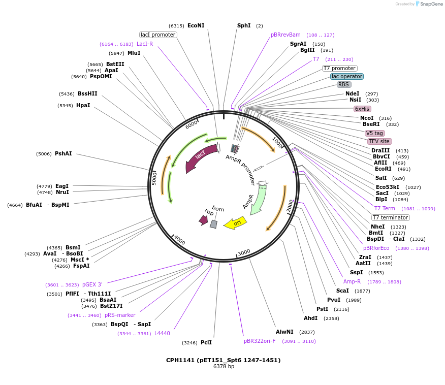 91815-plasmid-map-sequence-id-181069