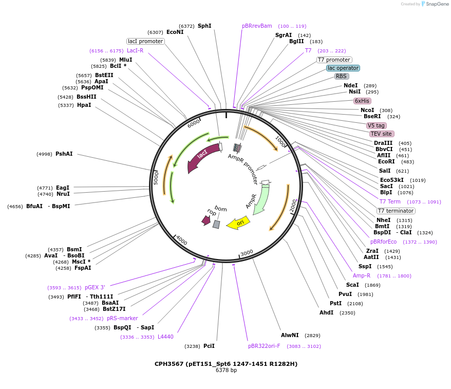 91816-plasmid-map-sequence-id-181071