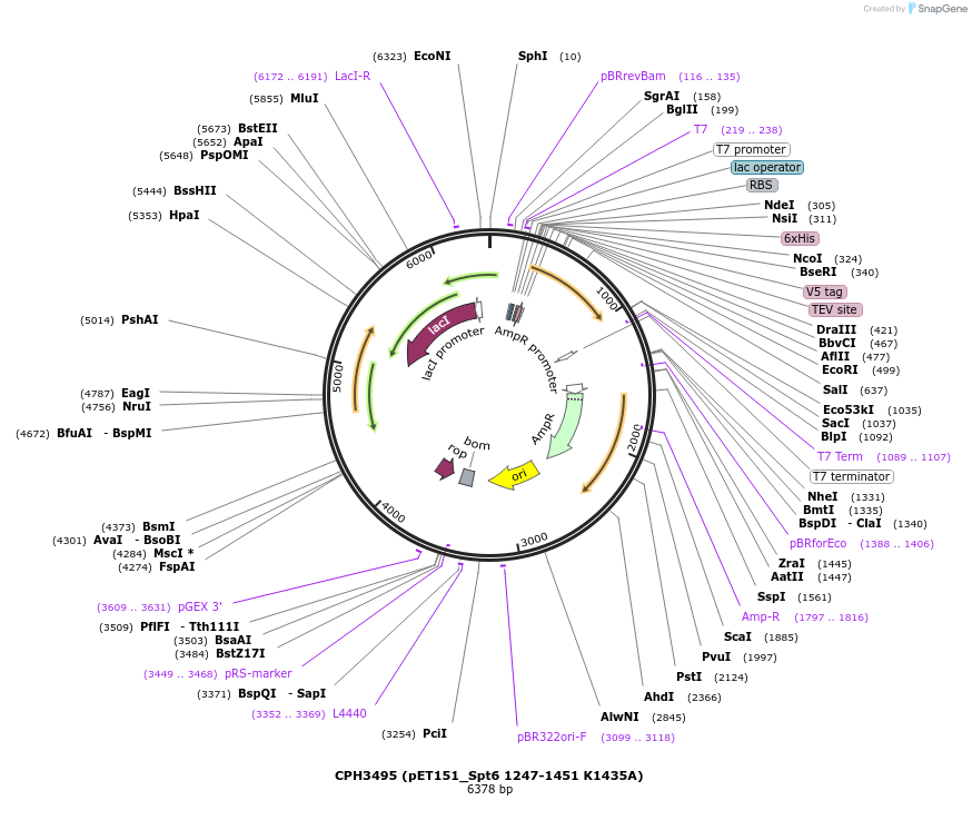 91817-plasmid-map-sequence-id-181072