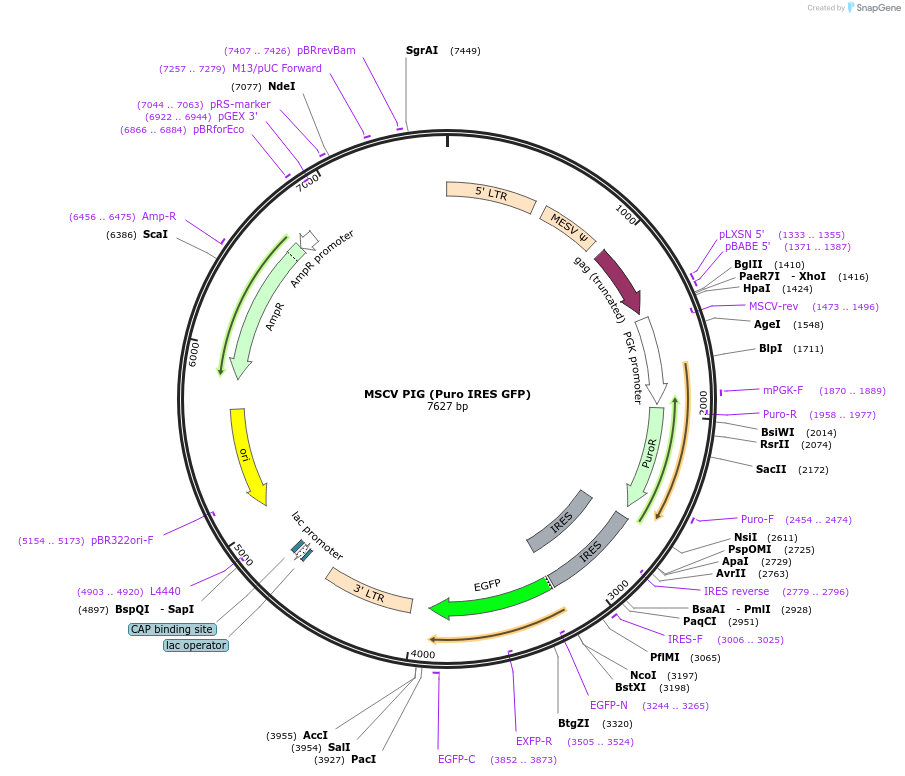 18751-plasmid-map-sequence-id-181076