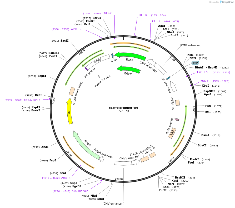 89639-plasmid-map-sequence-id-181079