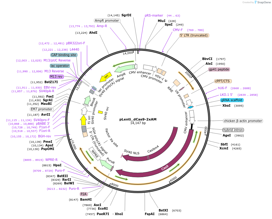 92220-plasmid-map-sequence-id-181084