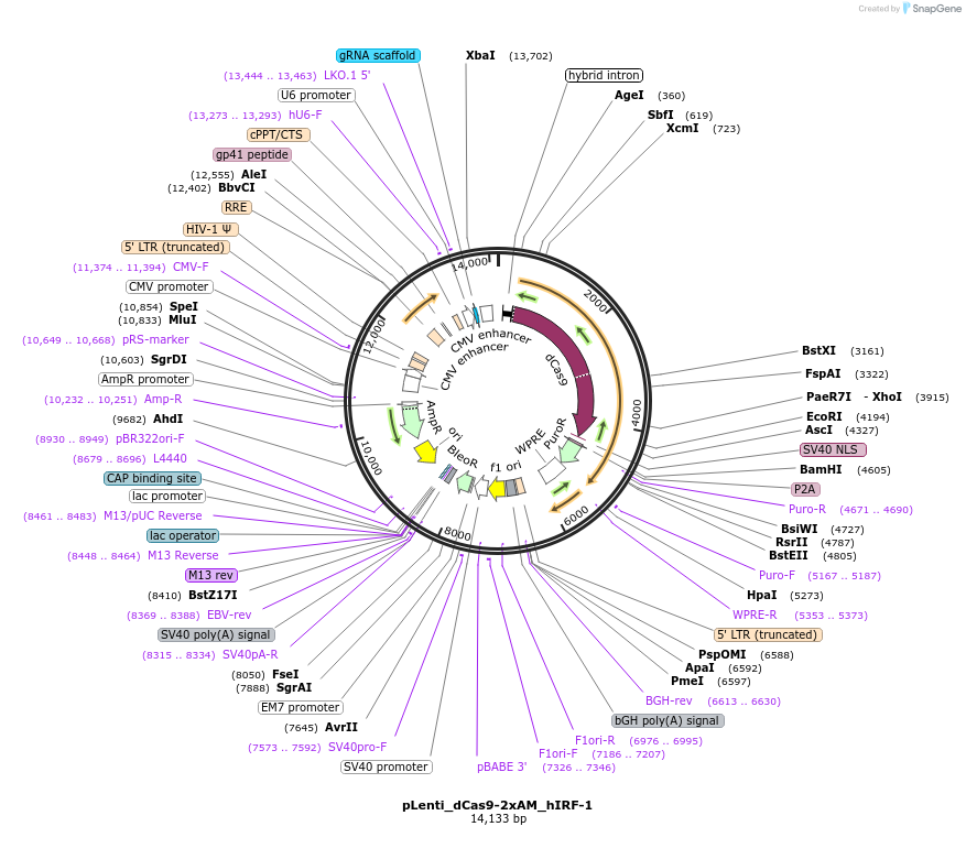 92221-plasmid-map-sequence-id-181086