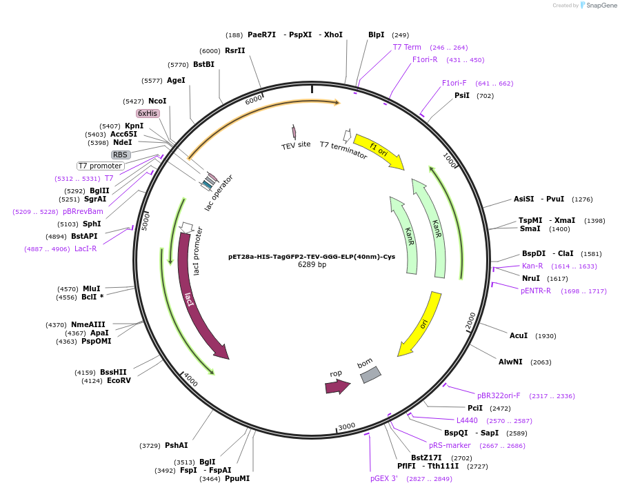 90474-plasmid-map-sequence-id-181091