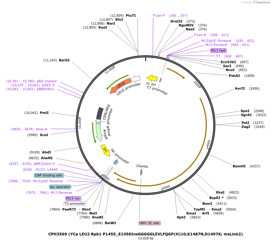 91820-plasmid-map-sequence-id-181105