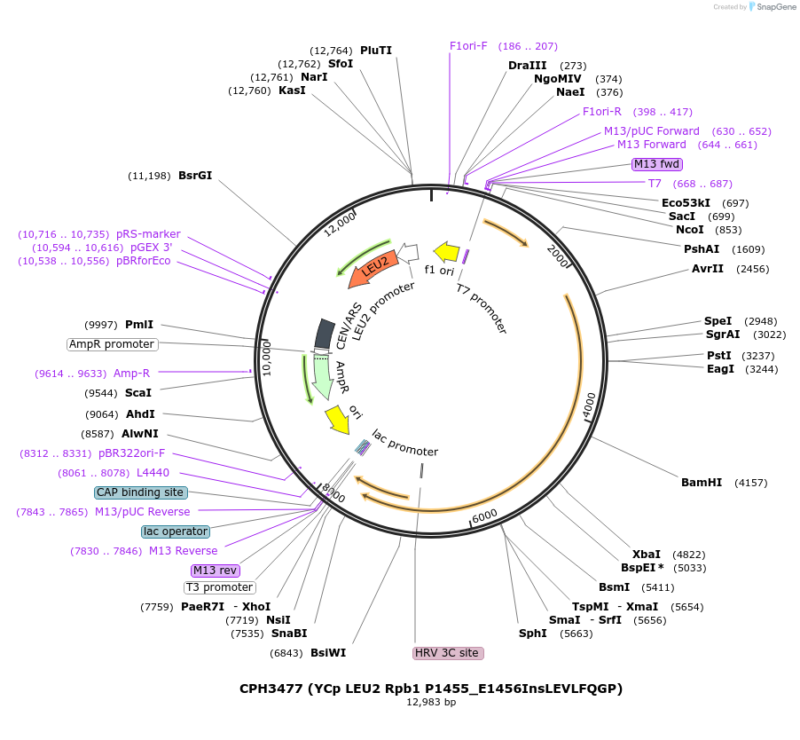 91807-plasmid-map-sequence-id-181106