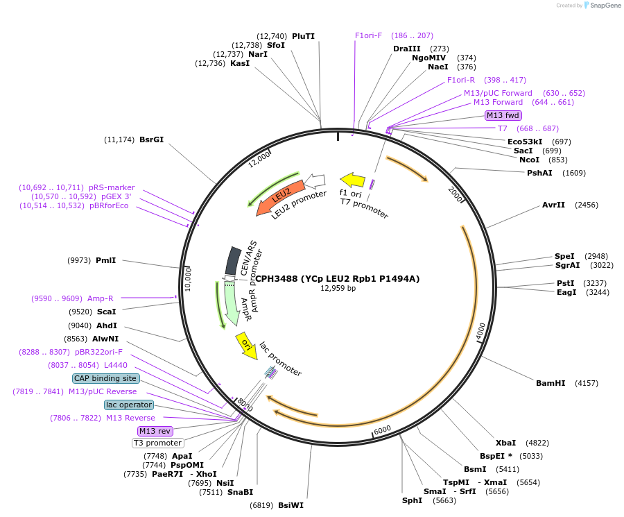 91810-plasmid-map-sequence-id-181107