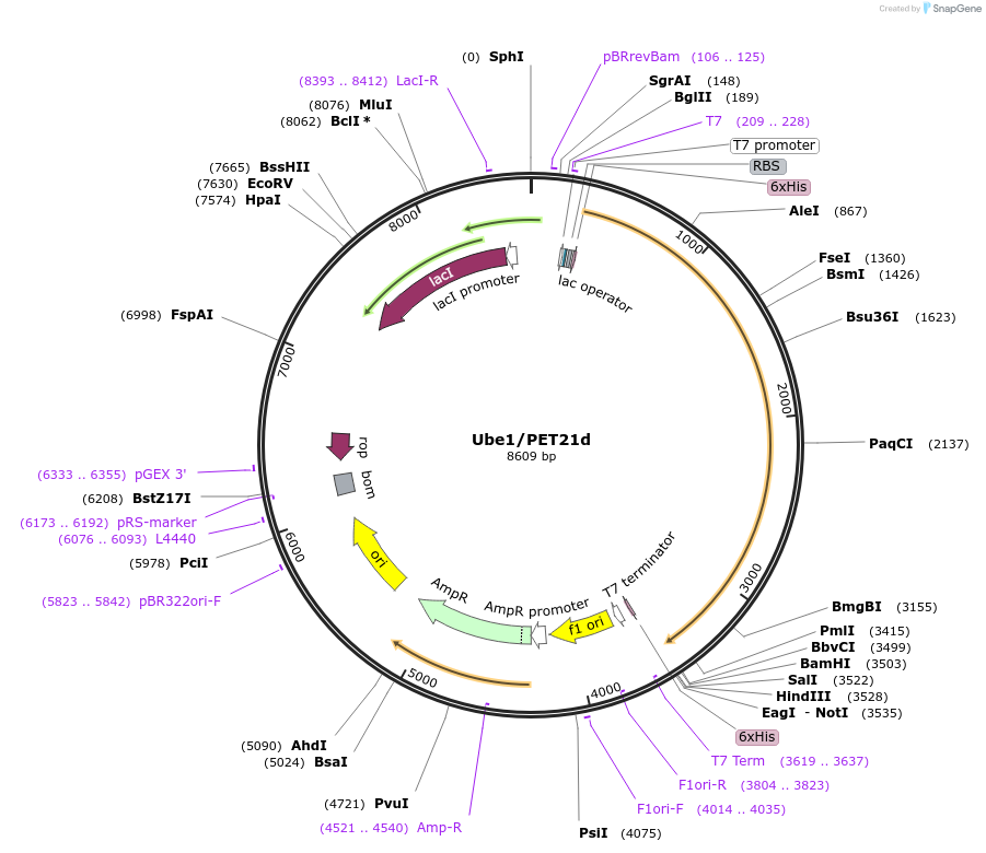 34965-plasmid-map-sequence-id-181112