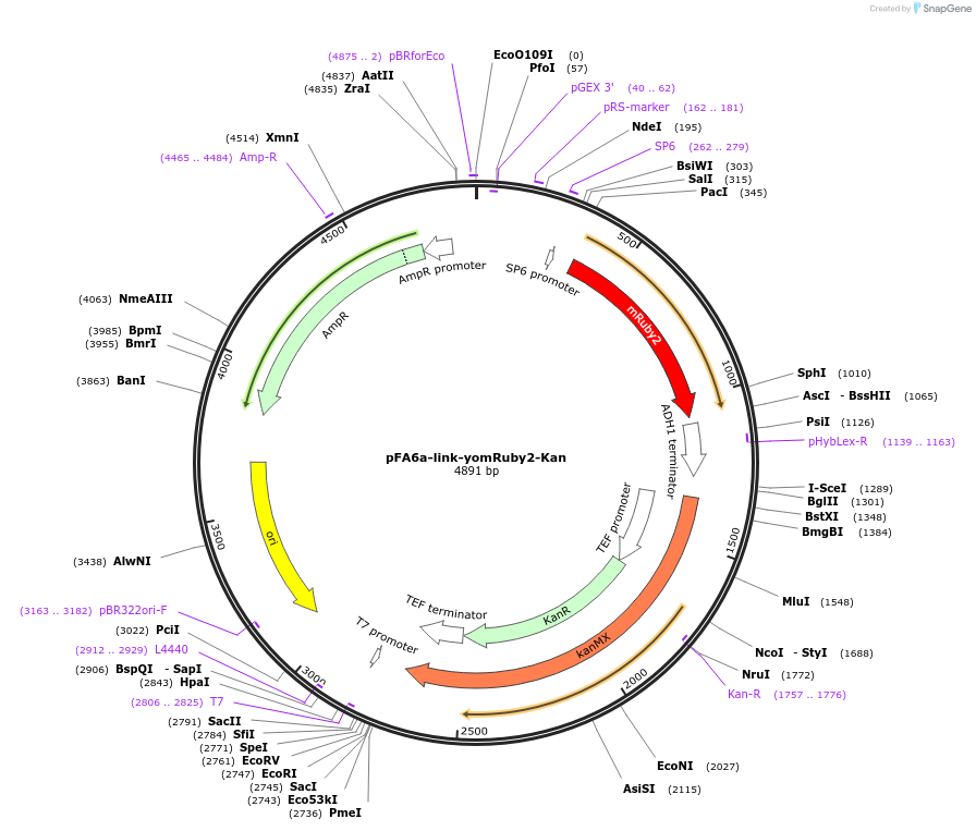 44953-plasmid-map-sequence-id-181116