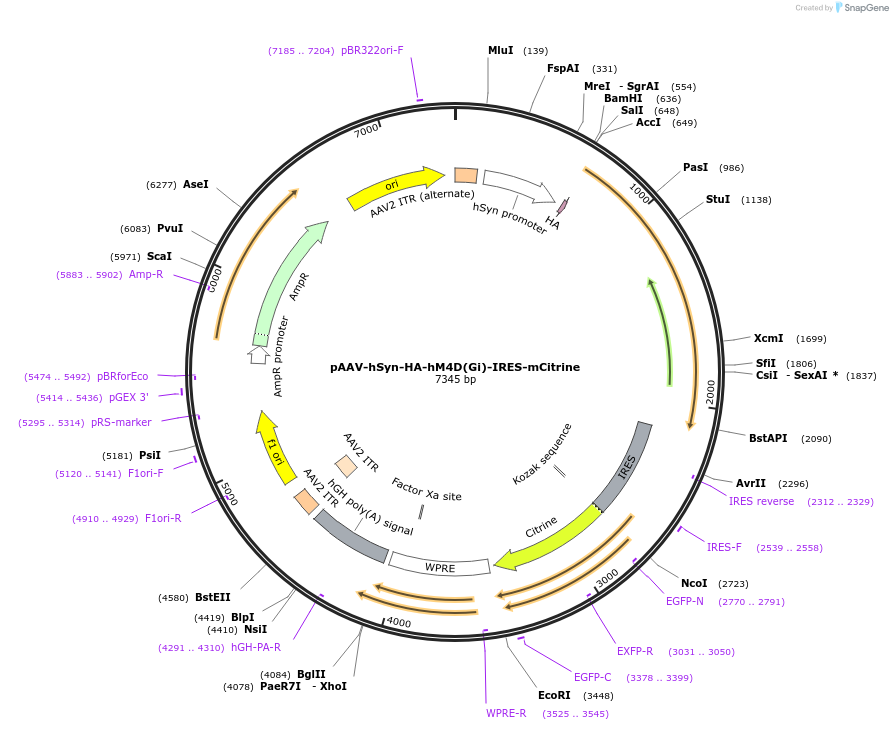 50464-plasmid-map-sequence-id-181128