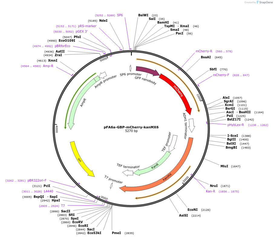 89068-plasmid-map-sequence-id-181133