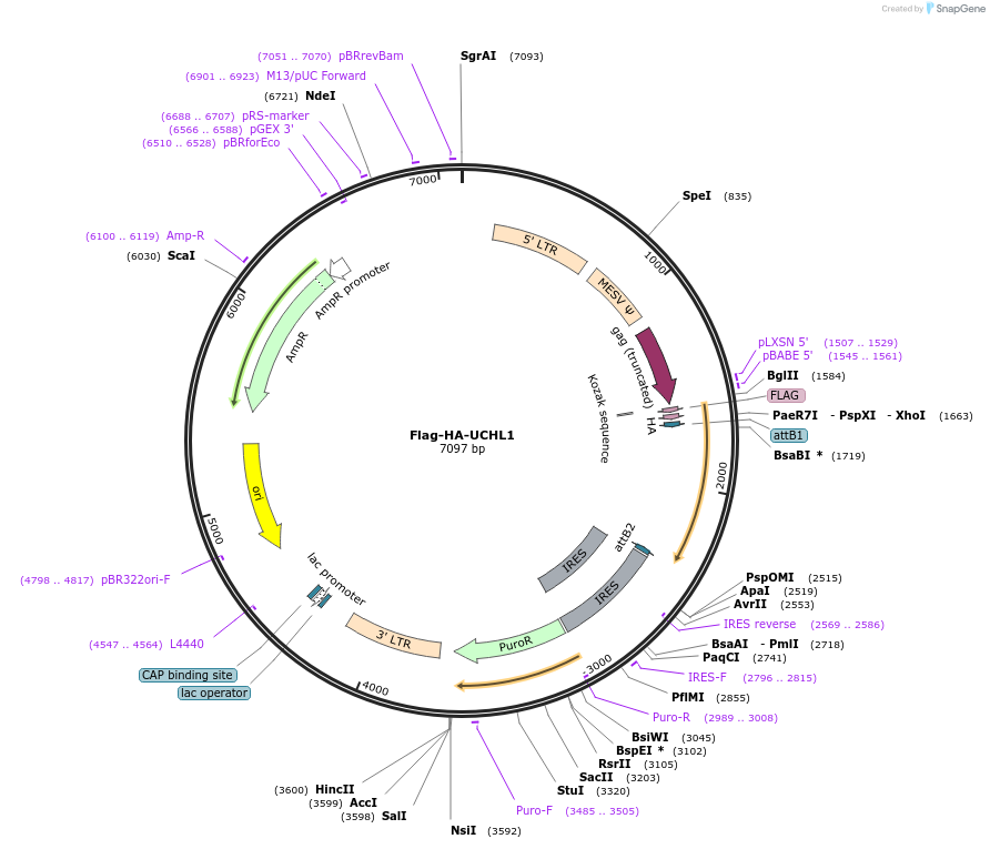 22563-plasmid-map-sequence-id-181134