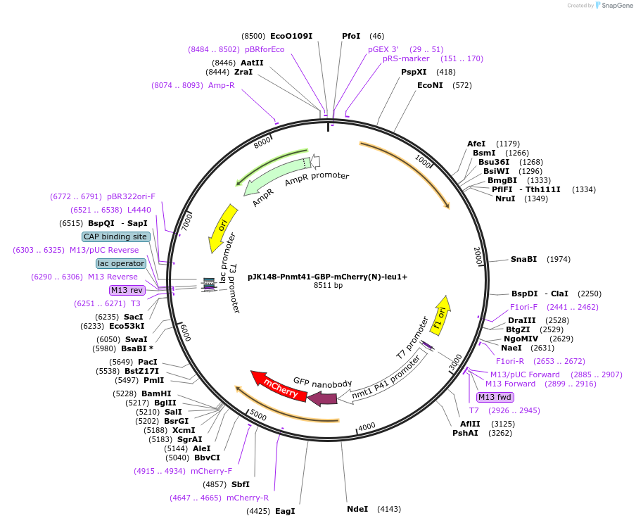 89070-plasmid-map-sequence-id-181135