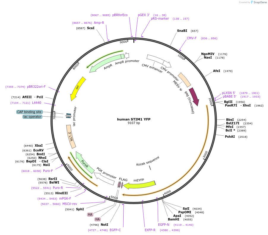 19754-plasmid-map-sequence-id-181136
