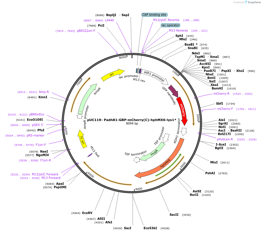 89071-plasmid-map-sequence-id-181140