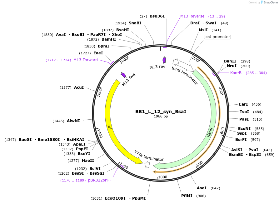 89914-plasmid-map-sequence-id-181142