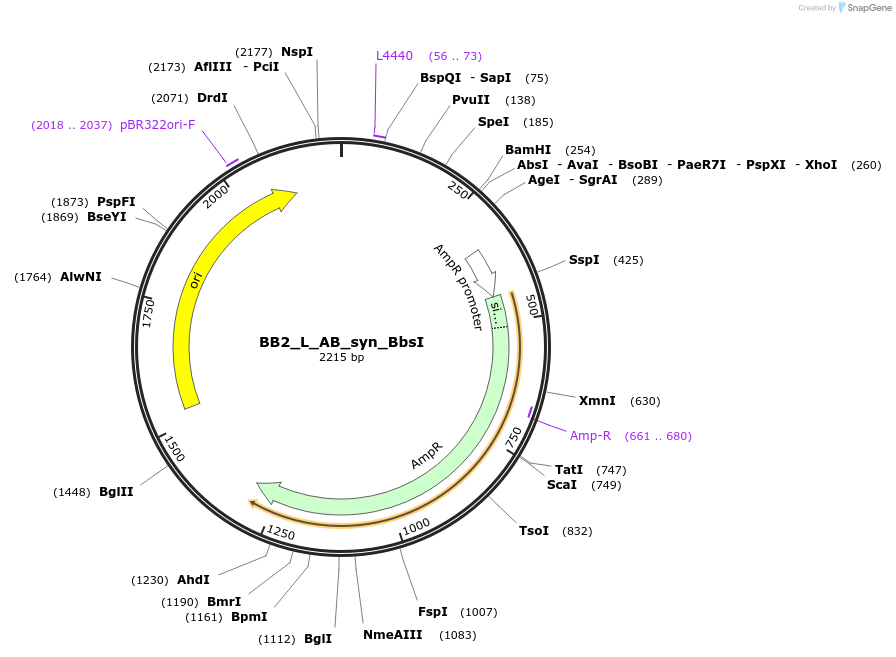 89917-plasmid-map-sequence-id-181146