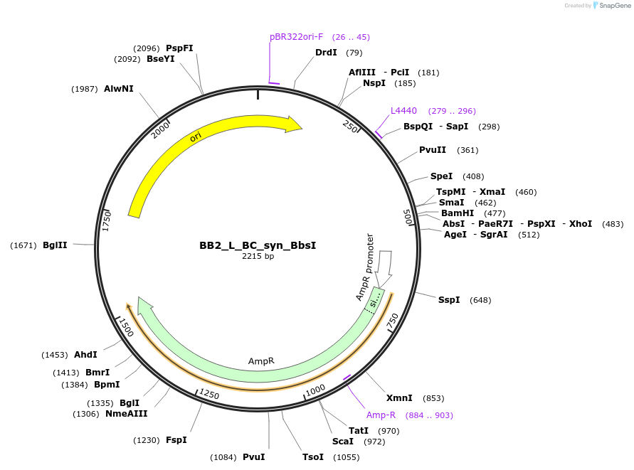 89918-plasmid-map-sequence-id-181147