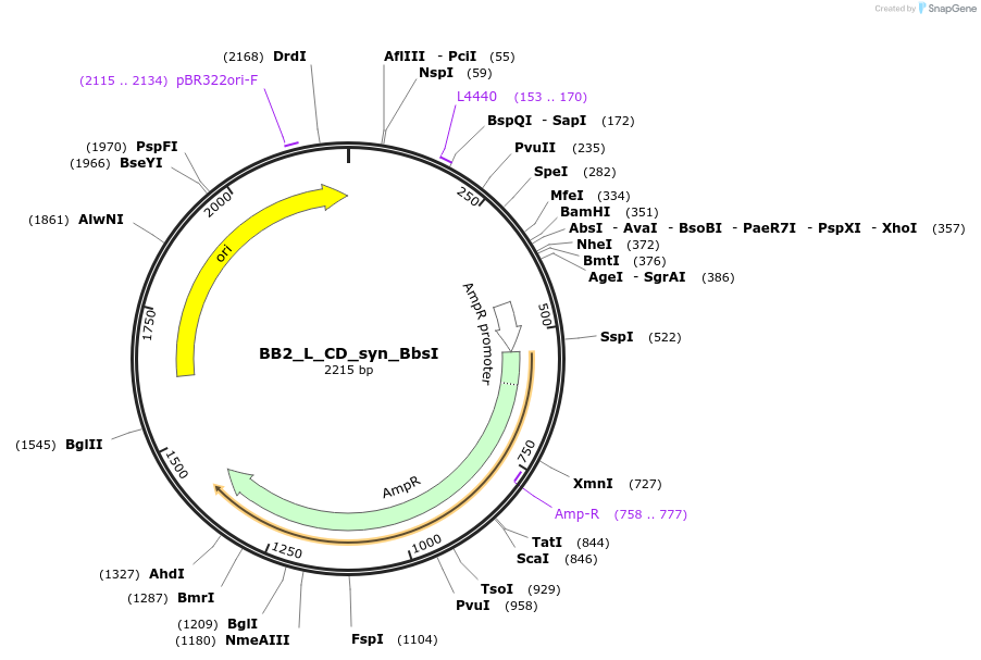 89919-plasmid-map-sequence-id-181148