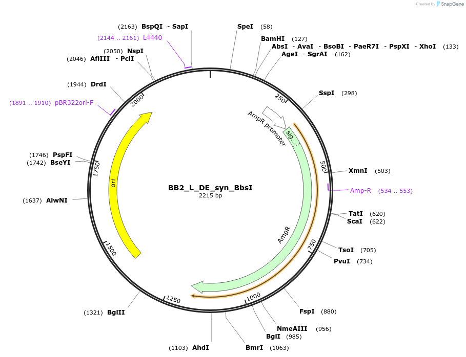 89920-plasmid-map-sequence-id-181149