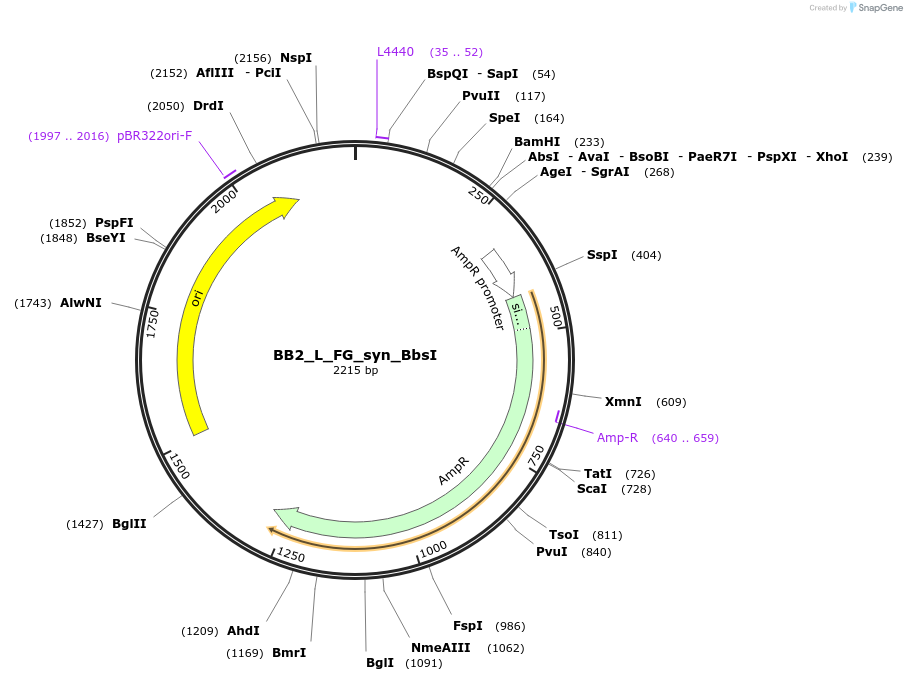89922-plasmid-map-sequence-id-181153