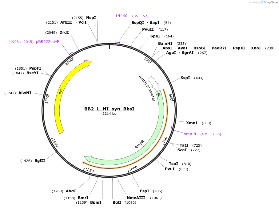 89924-plasmid-map-sequence-id-181157