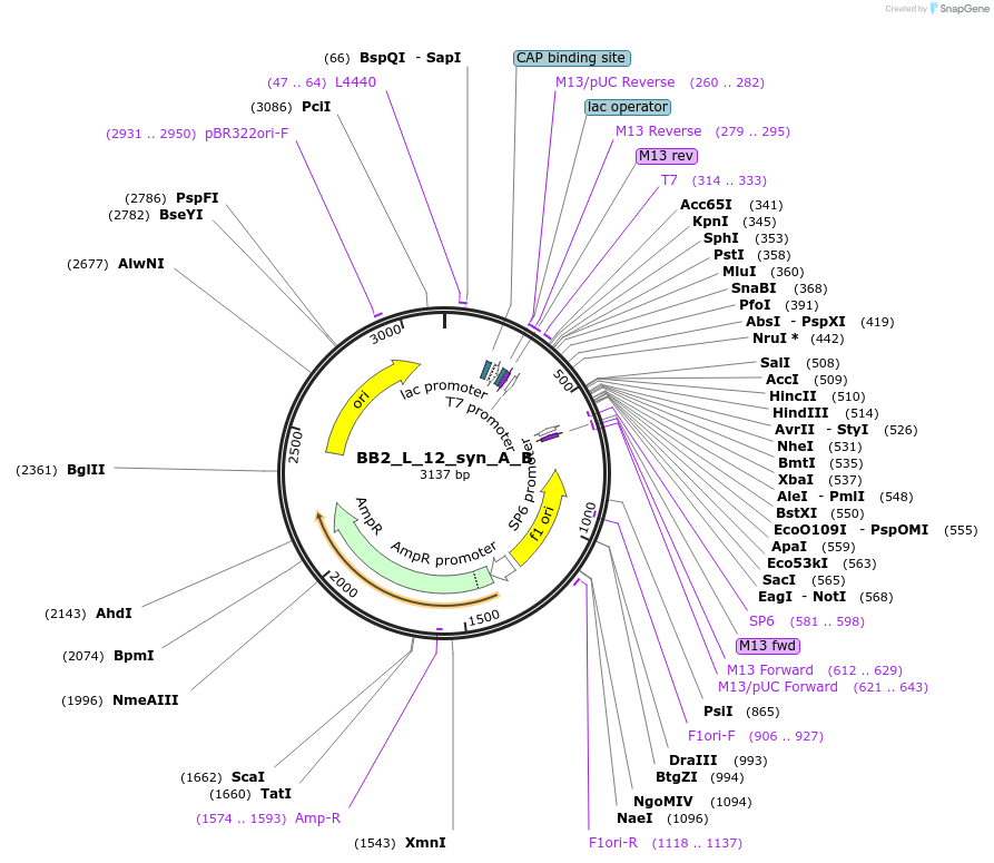 90268-plasmid-map-sequence-id-181158