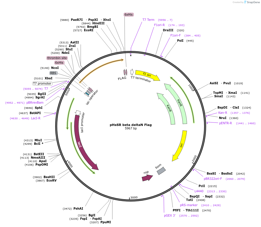 13731-plasmid-map-sequence-id-181159