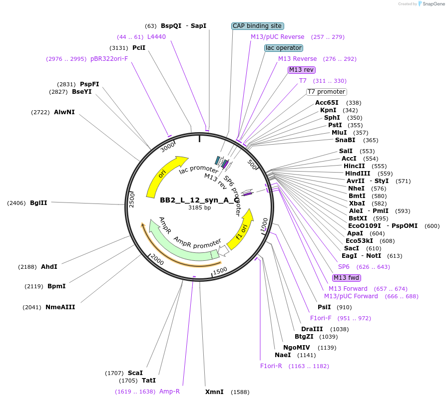 90269-plasmid-map-sequence-id-181163