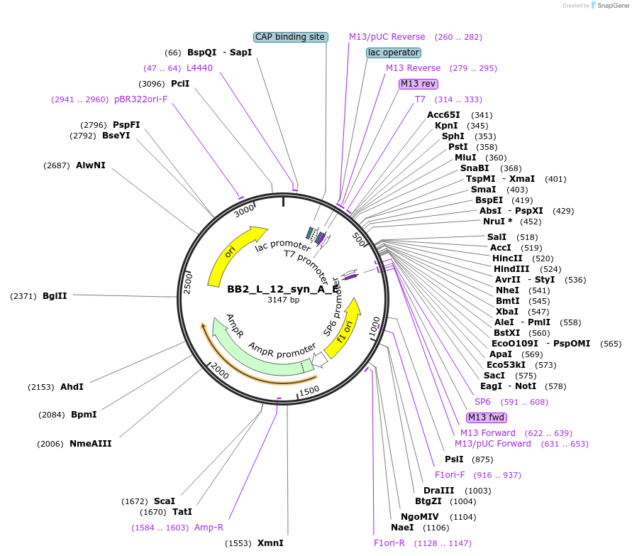 90271-plasmid-map-sequence-id-181168