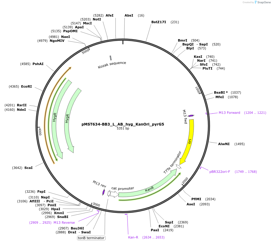 90279-plasmid-map-sequence-id-181179