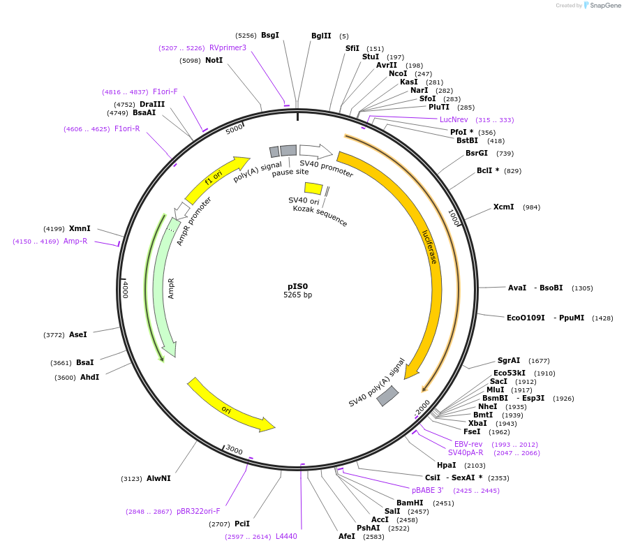 12178-plasmid-map-sequence-id-181181