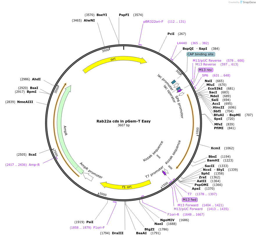 86223-plasmid-map-sequence-id-181184