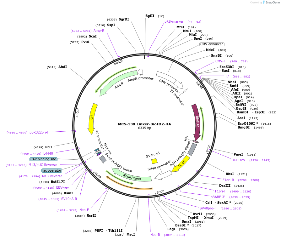 80899-plasmid-map-sequence-id-181185